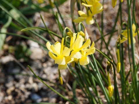 Narcissus triandrus 'hawera' | Narcisse des glénan au boutons floraux jaune-vert et groupes de fleurs en clochette et trompette entourée de pétales étoilés jaune canari