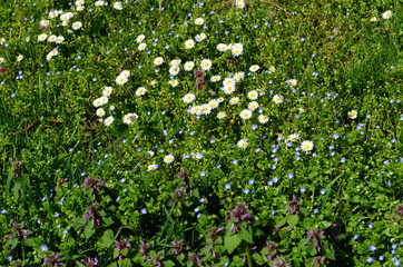 Hintergrund Frühlingswiese mit wilden Blumen