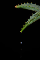 Water drops falling from aloe vera branch on black background.