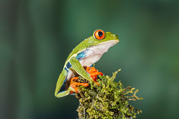 Red-eyed Treefrog Agalychnis callidryas