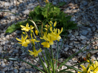 Narcissus triandrus 'hawera' | Narcisse des glénan au boutons floraux jaune-vert et groupes de...