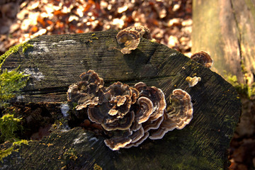 smoky bracket on a stump overgrown with moss