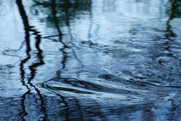 Water nature reflexions of plants during spring