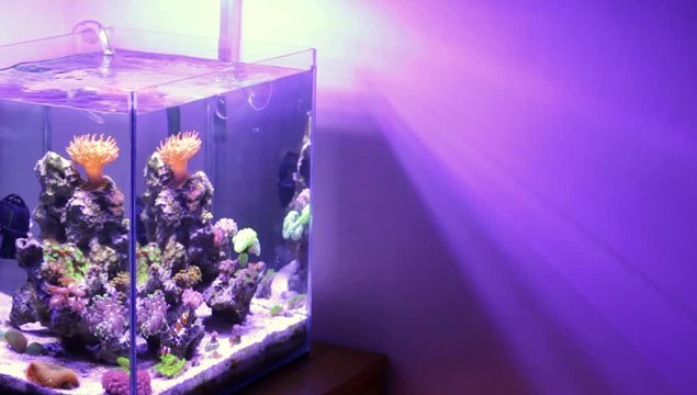 Nano Reef Tank  - Copy space