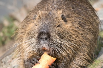 nutria farm on a river