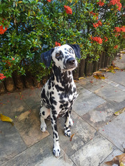 dálmata no jardim com heterocromia