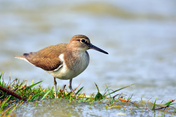 Common Redshank birds with nature.