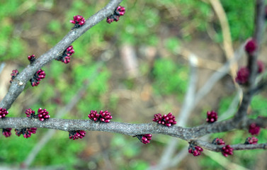Tiny purple buds are popping to life on the branches of a backyard redbud tree in Missouri. Bokeh effect and plenty of copy space