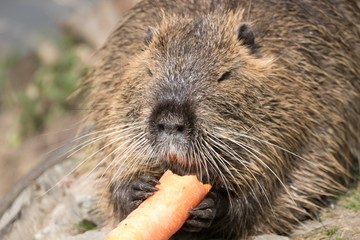 nutria farm on a river