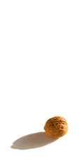 single walnut on white background. walnuts pattern. free space for your text. vertical picture