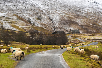 Scottish sheep on the road, Highlands, Scotland