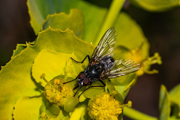 Macro shoot of a flower with a fly