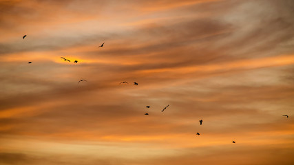 Obraz na płótnie Canvas Imagen de una bandada de pájaros en un atardecer a cielo abierto 