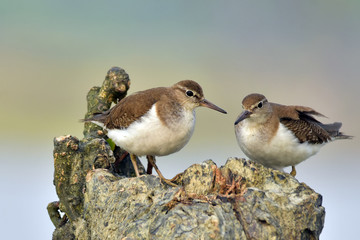 Common Redshank birds with nature.