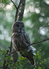 great grey owl