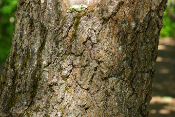 tree bark in the sun close up