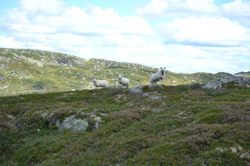 mountain landscape with sheeps