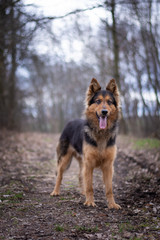 Bohemian Shepherd Portrait in the Forest