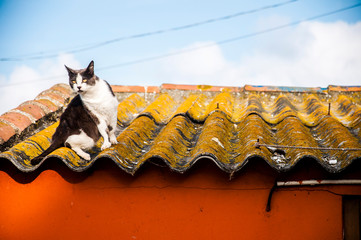 gray cat and bench on an old, yellow roof of a red house