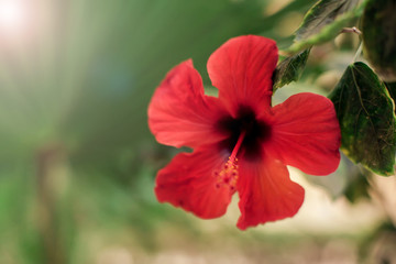 Red karkade flower in the garden. Hibiscus flower
