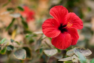 Red karkade flower in the garden. Hibiscus flower