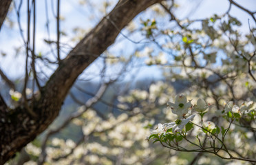 Flowering Dogwood Tree