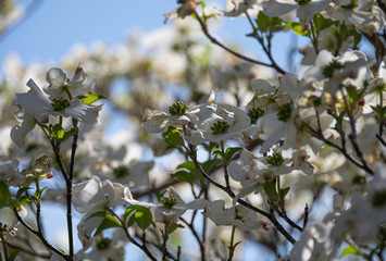 Fototapeta premium Flowering Dogwood Tree