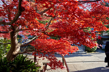 Morning sun rays falling on the red maple tree