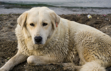 Golden Retriever Dog lying on beach and looking distant. Purebred dog on white background. Closeup of a brown Golden puppy sitting at seaside. Funny predator and carnivore animal on coastline.