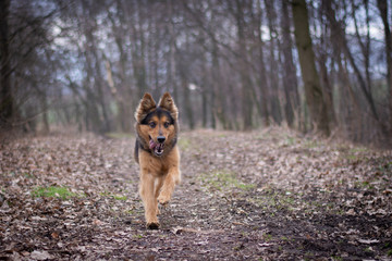 Bohemian Shepherd Portrait in the Forest