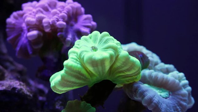 Trumpet Candy Cane Coral - Reef Tank