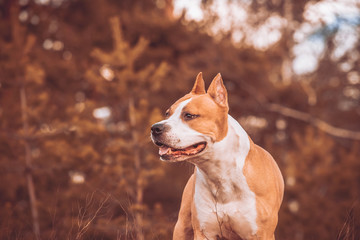  dog american staffordshire terrier in nature in the forest. tinted photo