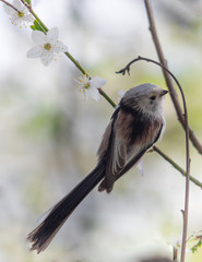 Obraz premium Raniuszek
