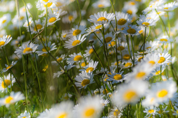 Stoktrotki © Maciej