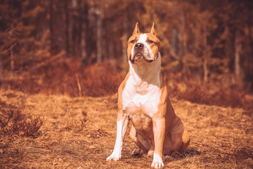  dog american staffordshire terrier in nature in the forest. tinted photo