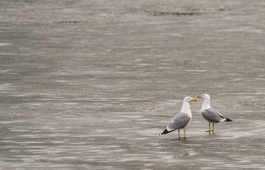 Two seagulls on a frozen pond