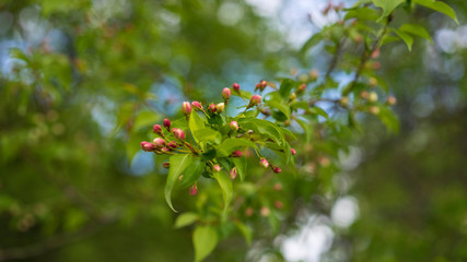 Undissolved pink apple blossoms in spring in Russia