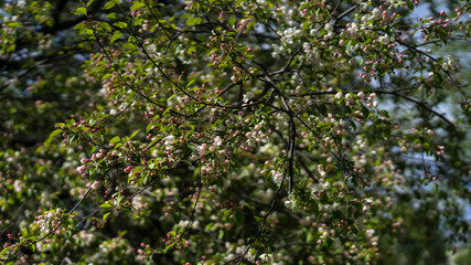 Apple trees in bloom in April in Russia