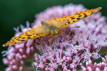 Fototapeta Motyl na kwiecie obraz