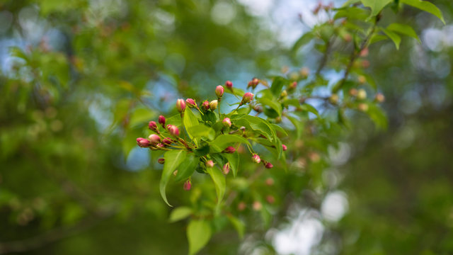 Undissolved pink apple blossoms in spring in Russia