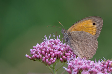 Motyl siedzący na kweicie