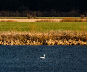 A lone Swan swims on the lake