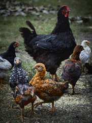Naklejka na ściany i meble Chicken with chickens in the farmyard.