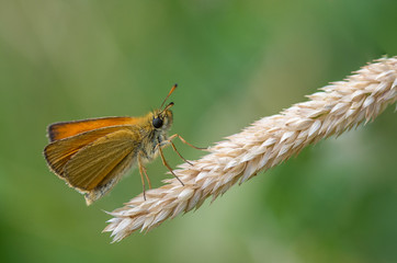 Motyl siedzący na trawie