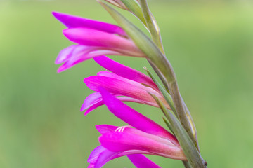 colorful macro shoot of flower