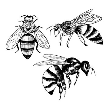 Set of insects, bees, wasps in doodle style. Black and white vector illustration. Insects are drawn by hand and isolated on a white background. Sketch. Side and top view. Outline drawing.