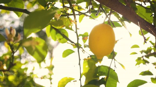 Single Lemon on Tree Branch in Evening Sunlight