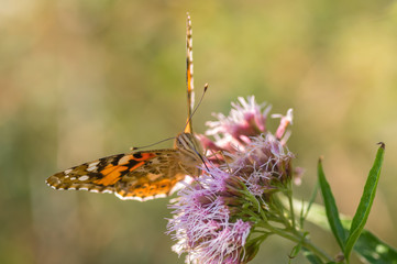 Motyl siedzący na kwiecie