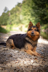 Bohemian Shepherd in the River