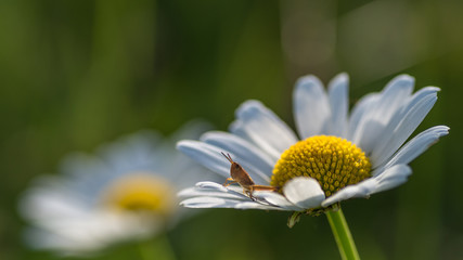 Konik polny na stokrotce © Maciej
